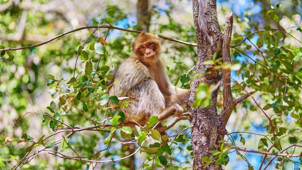 Barbary macaque in Azrou cedar forest day trip