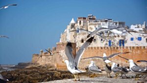 Best Tours in Essaouira - Essaouira medina and Atlantic coast view in Morocco