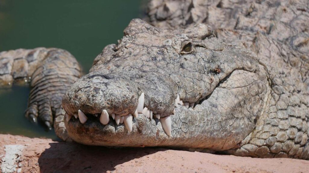 Crocodile resting at Crocoparc Agadir wildlife park