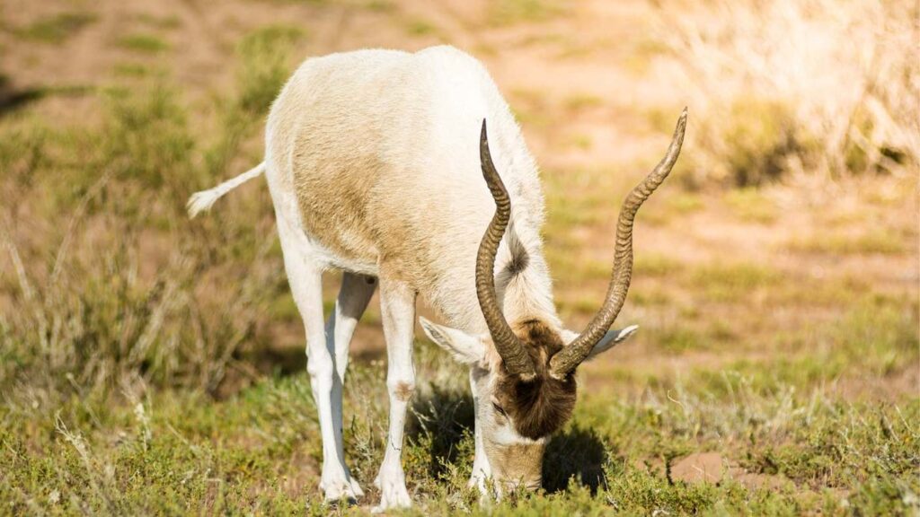 Antelope grazing in Souss Massa National Park