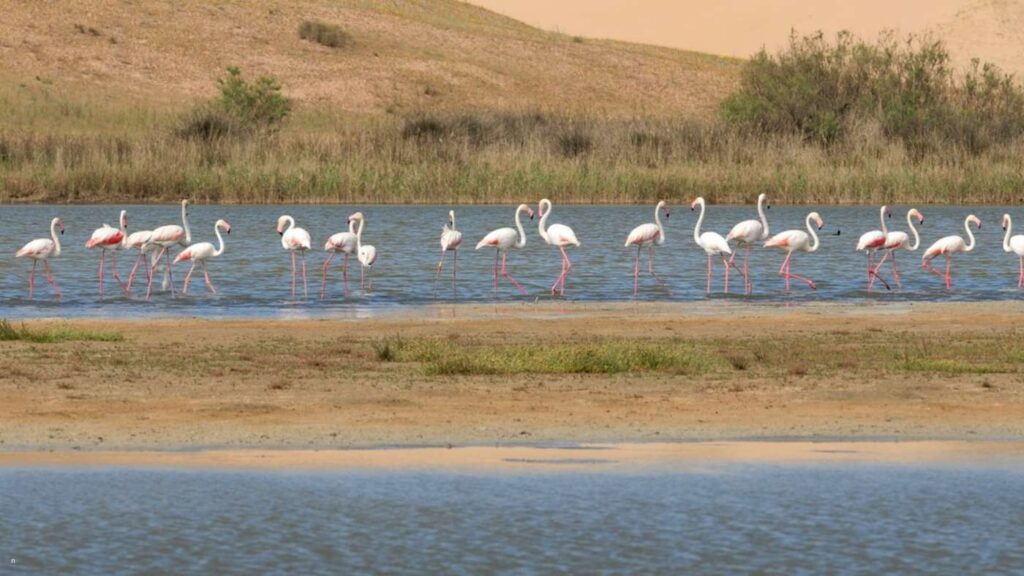 Souss Massa National Park nature tour