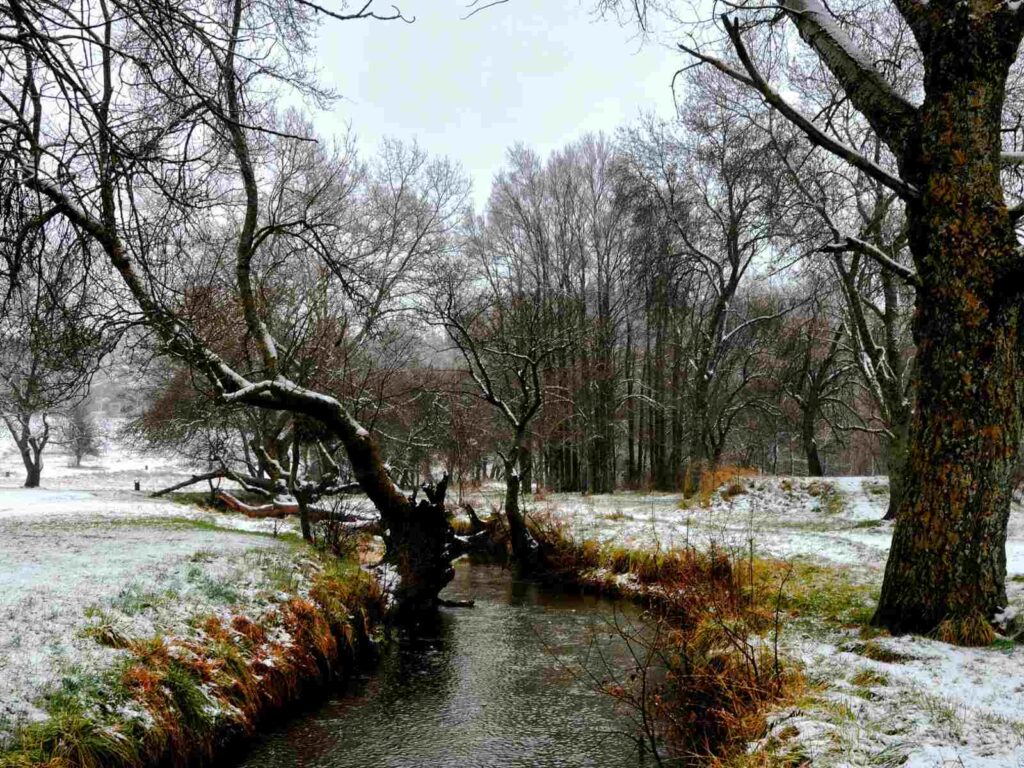 Winter landscape in Morocco with snow and bare trees