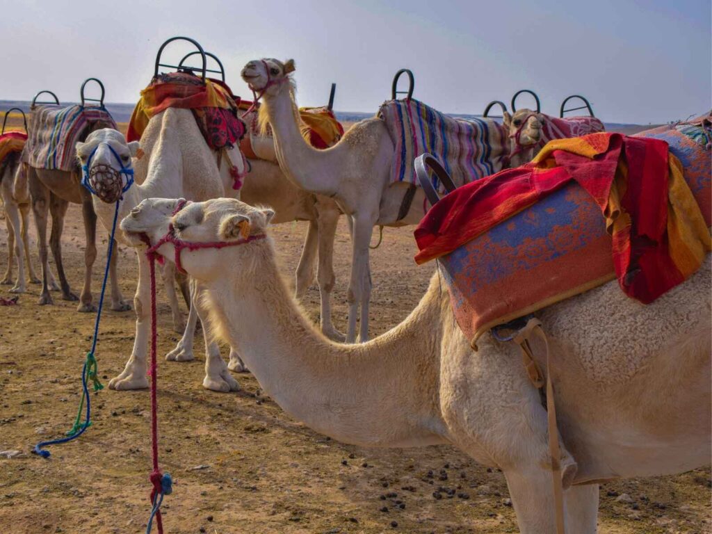 Camels prepared for a desert experience in the Agafay Desert near Marrakech